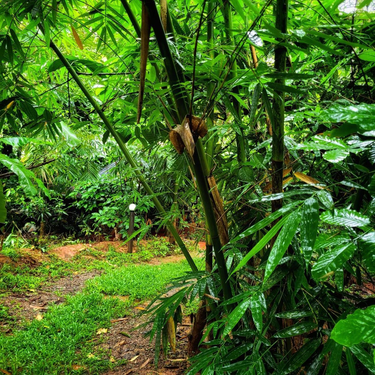 Greens Tree House & Wood House Sultan Bathery Bagian luar foto